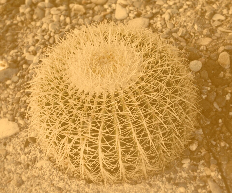 Круглый кактус обои