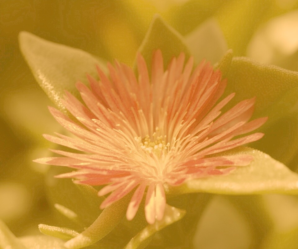 Чудесный цветок обои