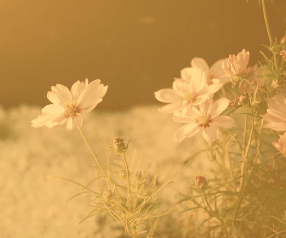 Полевой цветок обои