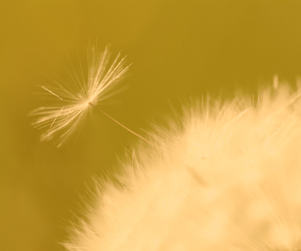 Пушинка одуванчика обои