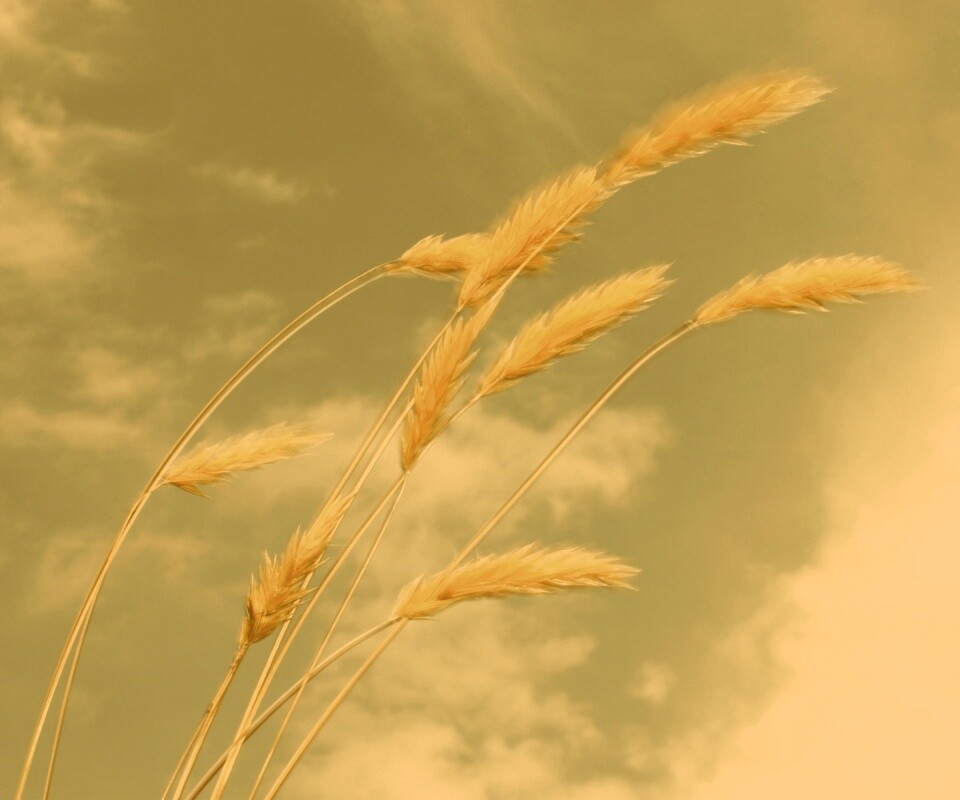 Колосья обои