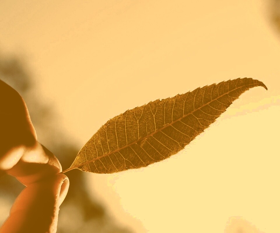 Листик в пальцах обои