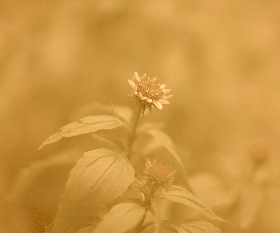 Фотография цветка обои