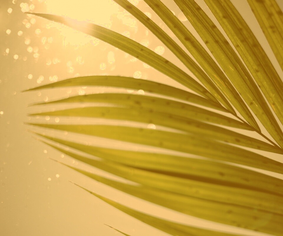 Солнце просвечивает сквозь пальмовый лист обои