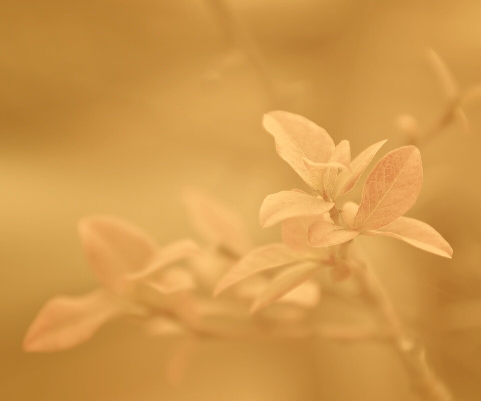 Красные листья на ветке обои