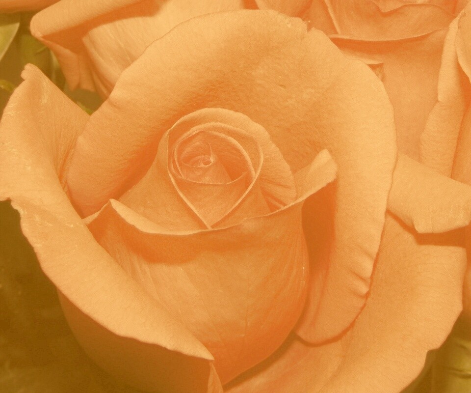 Бутон розы обои