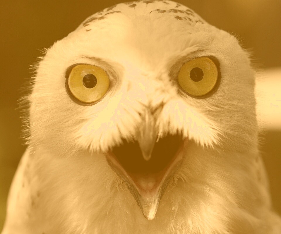 Сова в шоке! обои
