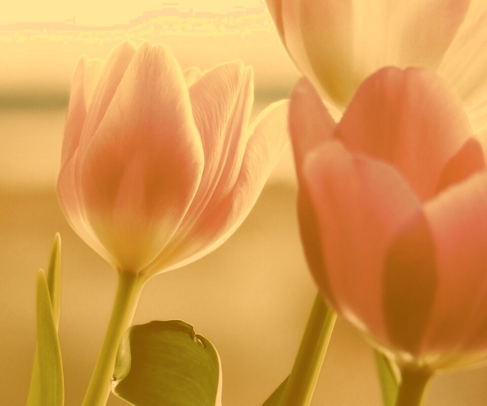 Тюльпаны обои