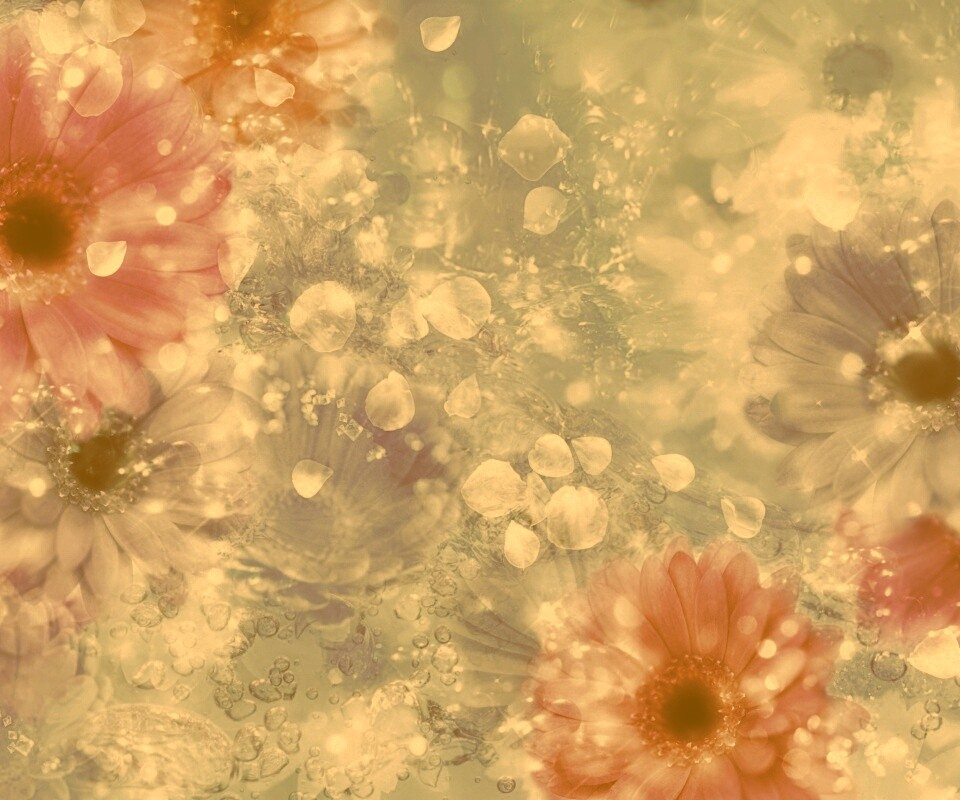 Цветочная эйфория обои
