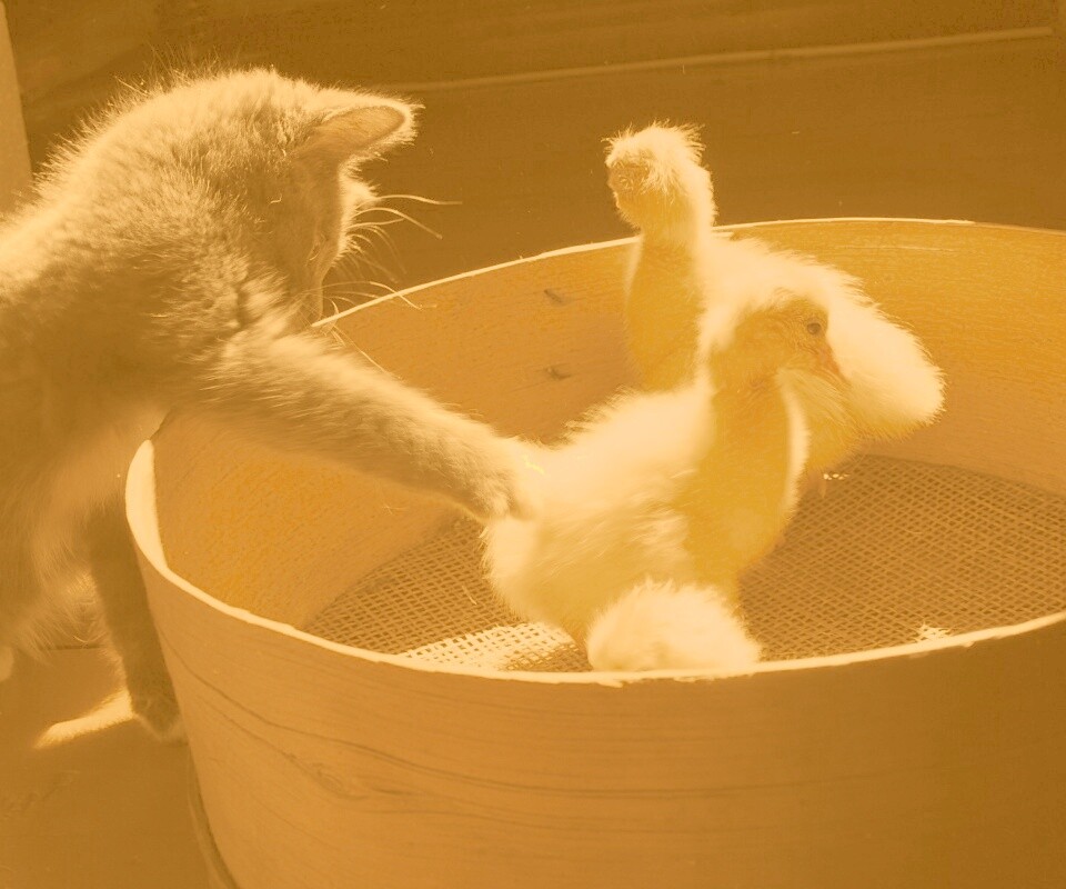 Котенок играет с утятами обои