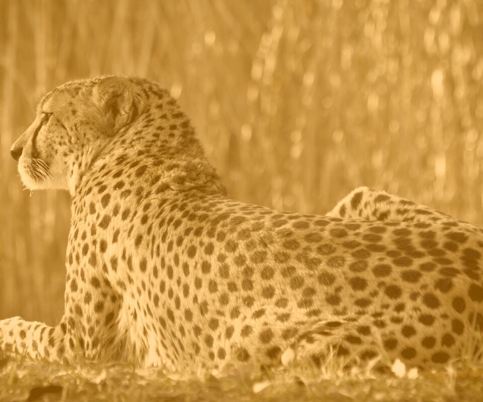Гепард обои
