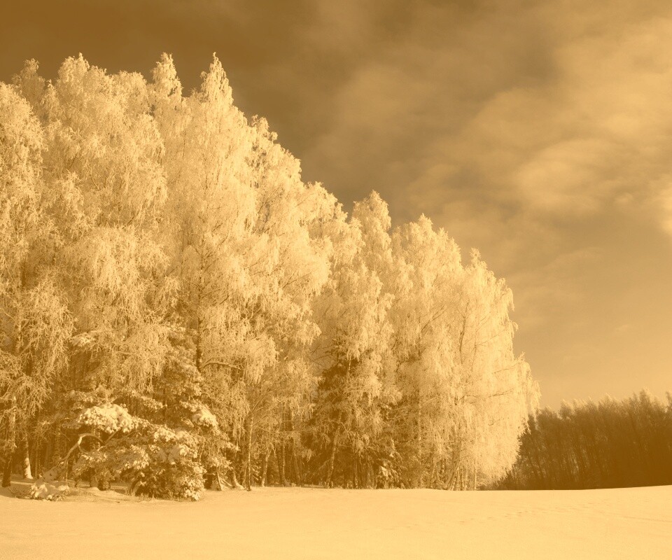 Заснеженные деревья обои