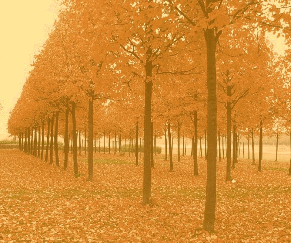 Скачать бесплатно осень обои