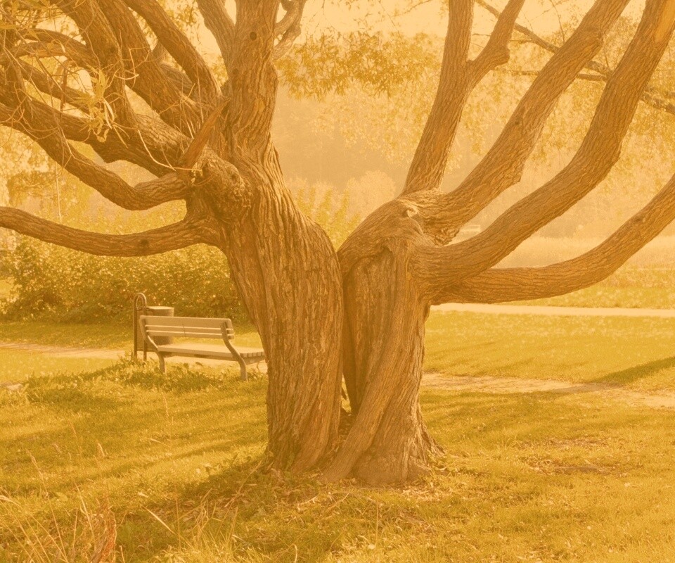 Старые сросшиеся деревья обои