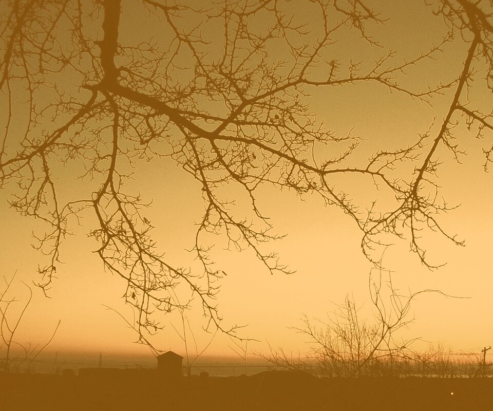 Закат сквозь ветки деревьев обои