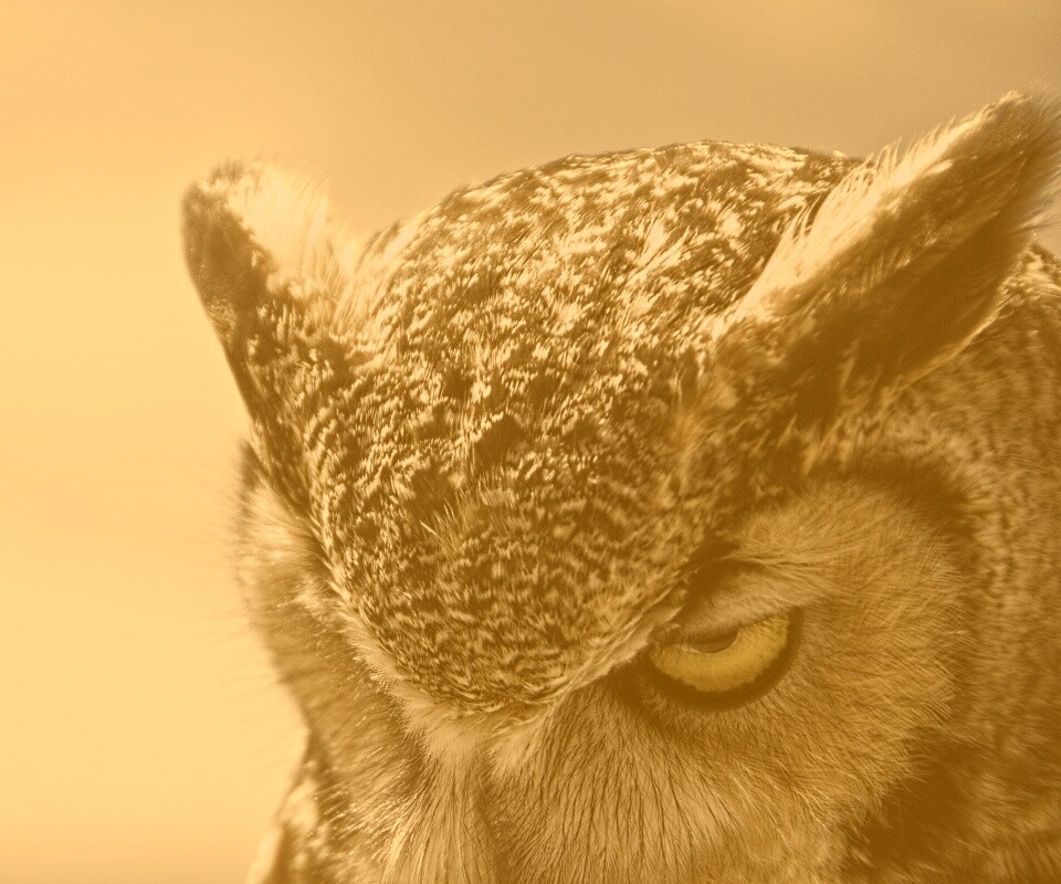 Злая сова обои