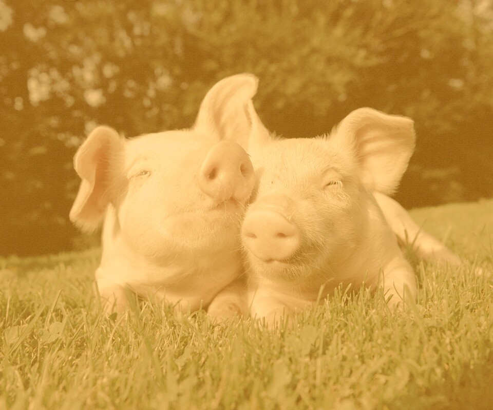 Два поросёнка обои