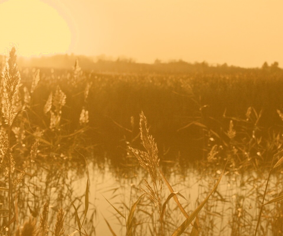 Заросшее озеро обои