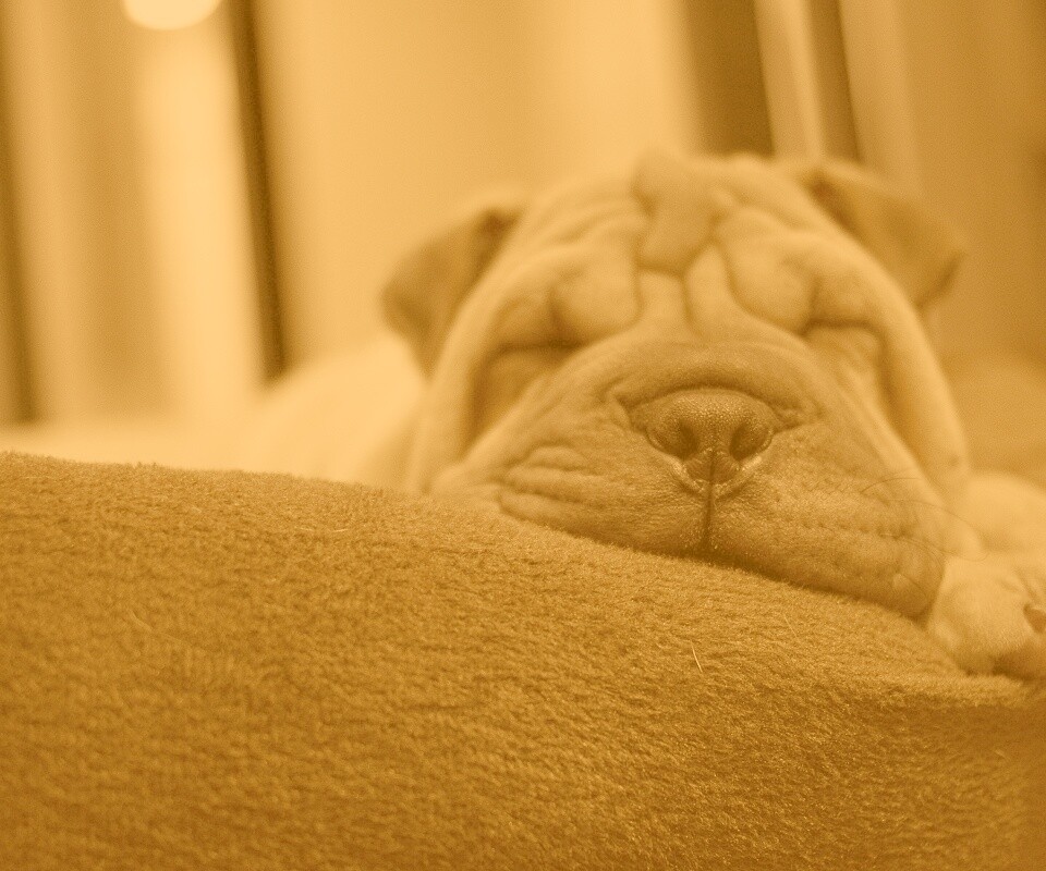 Щенок шарпея спит обои