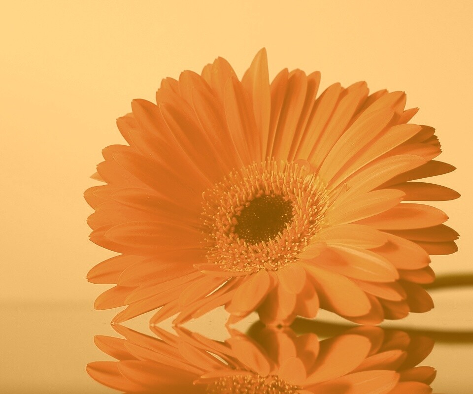 Гербер на стекле обои