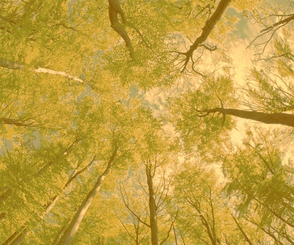 Кроны деревьев обои