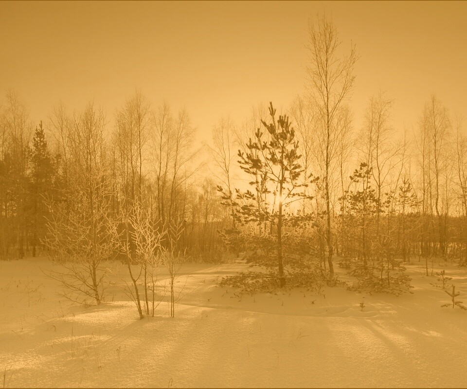 Зимний лес обои