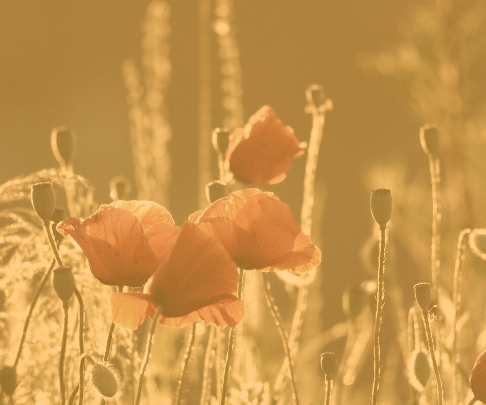 Макро фото мака обои