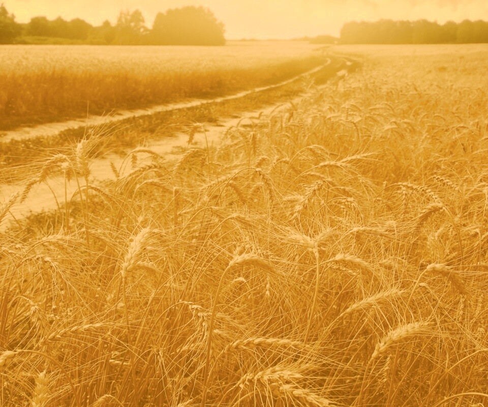 Речка среди поля обои