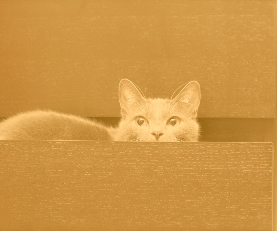 Кот в ящике комода обои