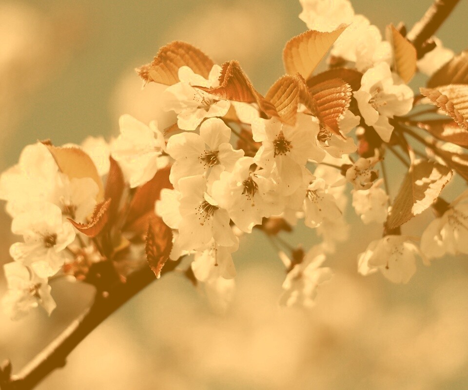 Белые цветы вишни обои