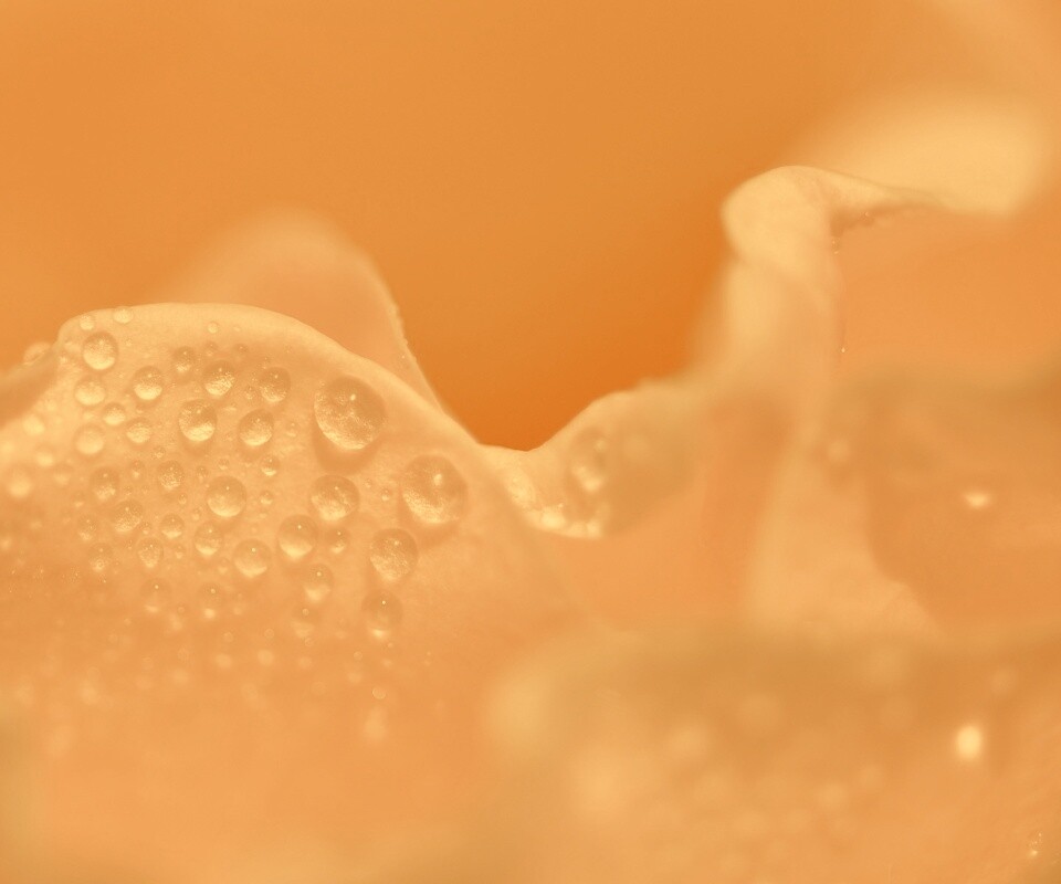 Нежность лепестков обои