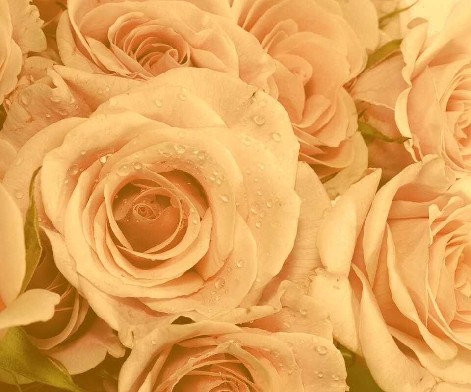 Букет розовых роз обои