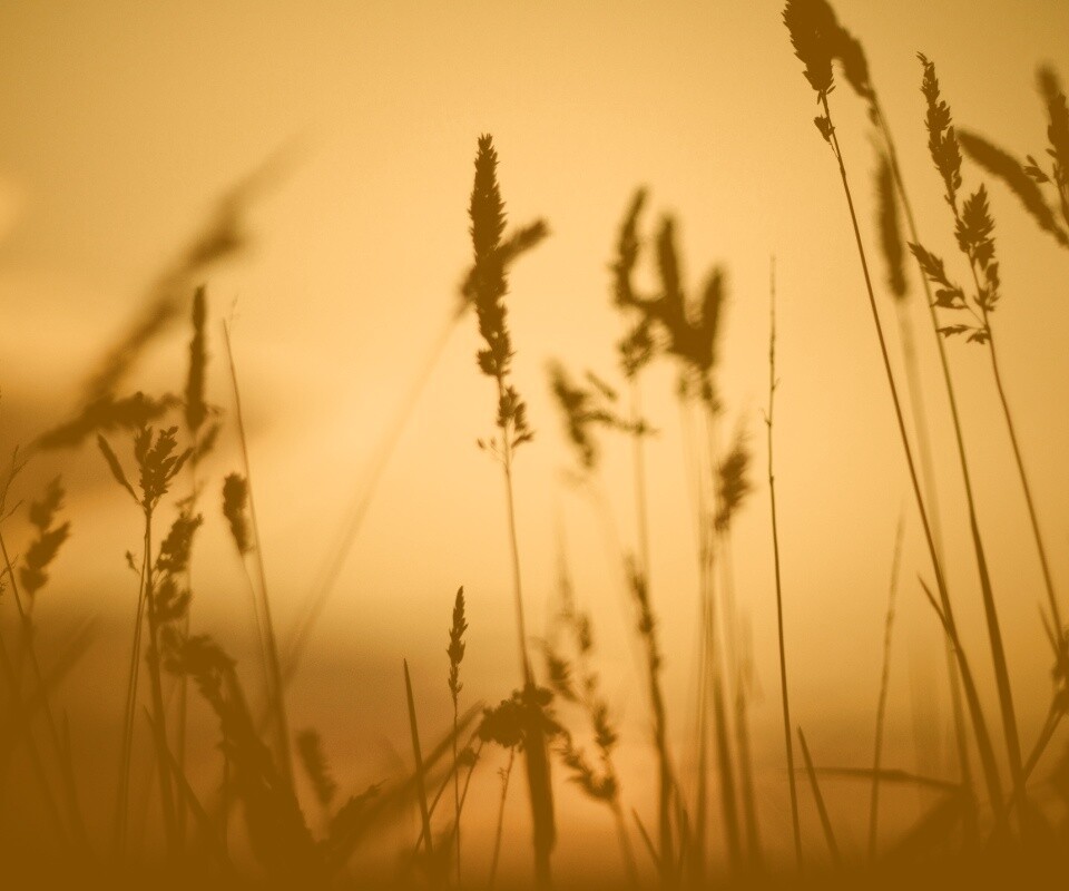 Дыхание природы обои