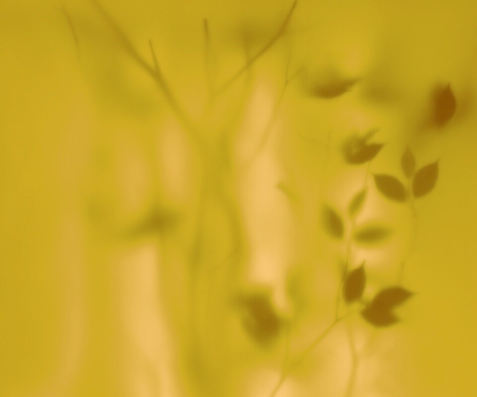 Зелень за стеклом обои