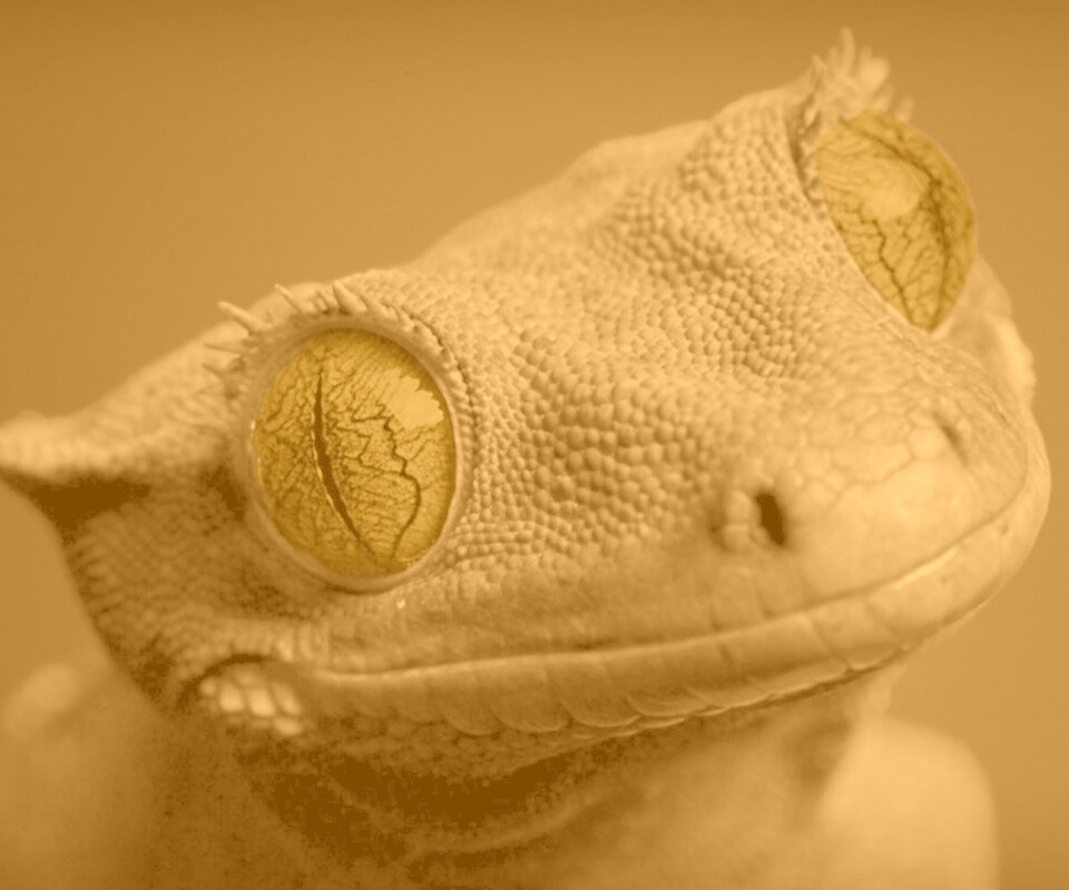 Ящерка обои