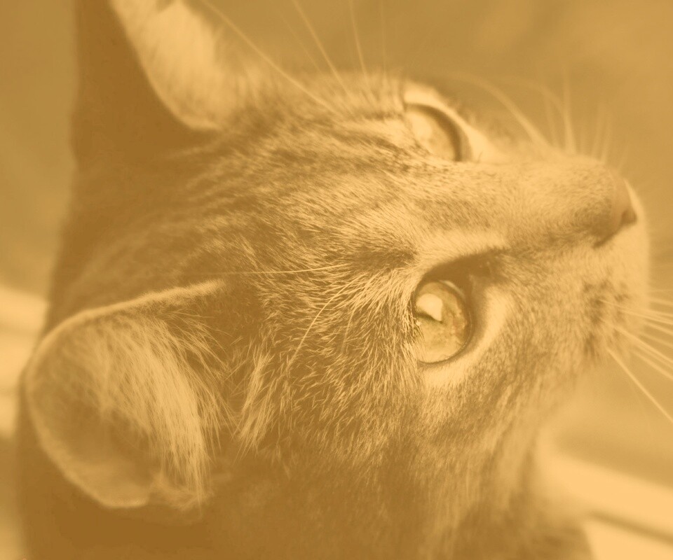 Кот с желтыми глазами обои