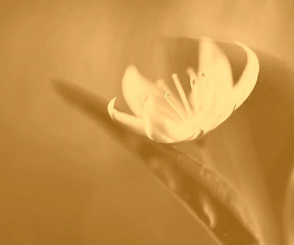 Белый цветок обои