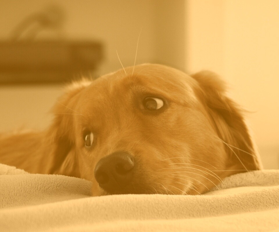 Лабрадор-ретривер обои