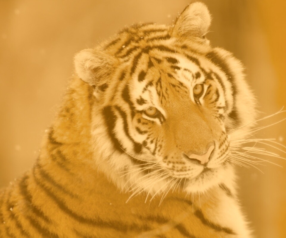 Тигр оборачивается обои