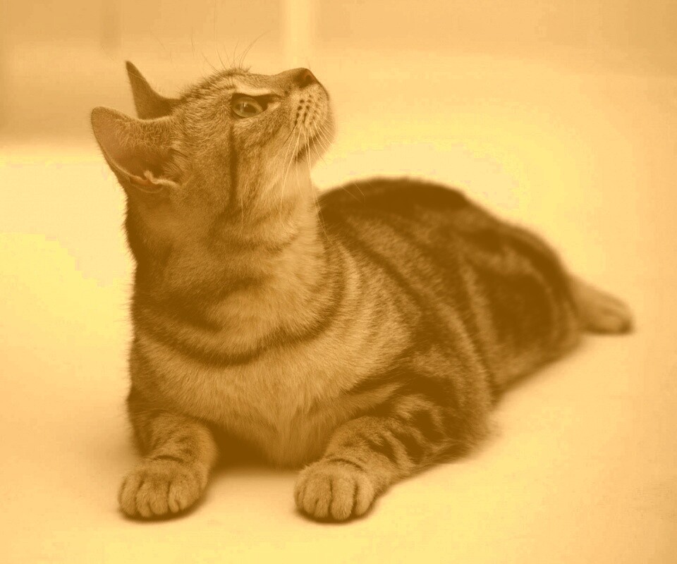 Котэ смотрит наверх обои