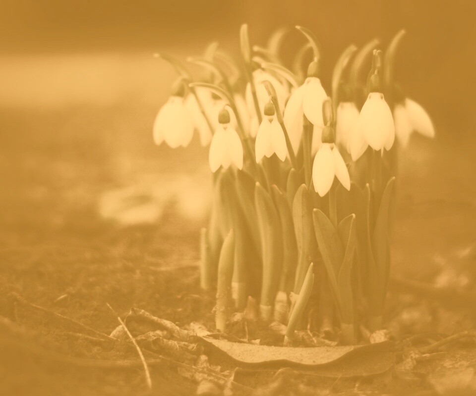 Подснежники - весенние цветы обои