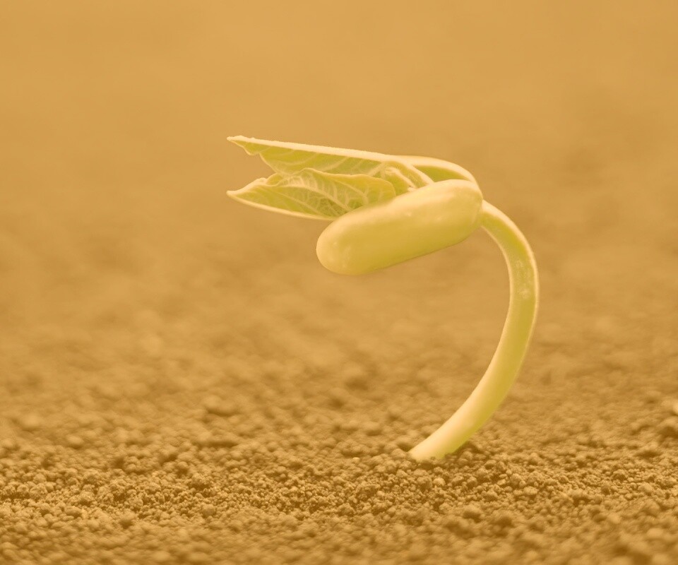 Макро фото зелёного росточка обои