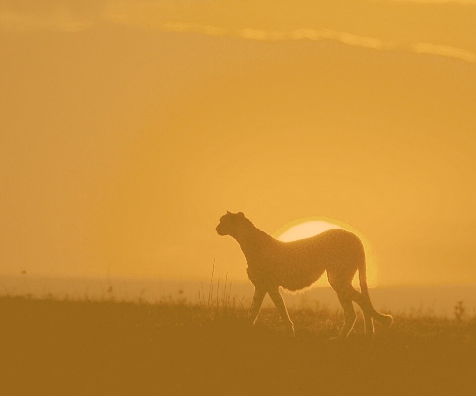 Гепард на закате обои