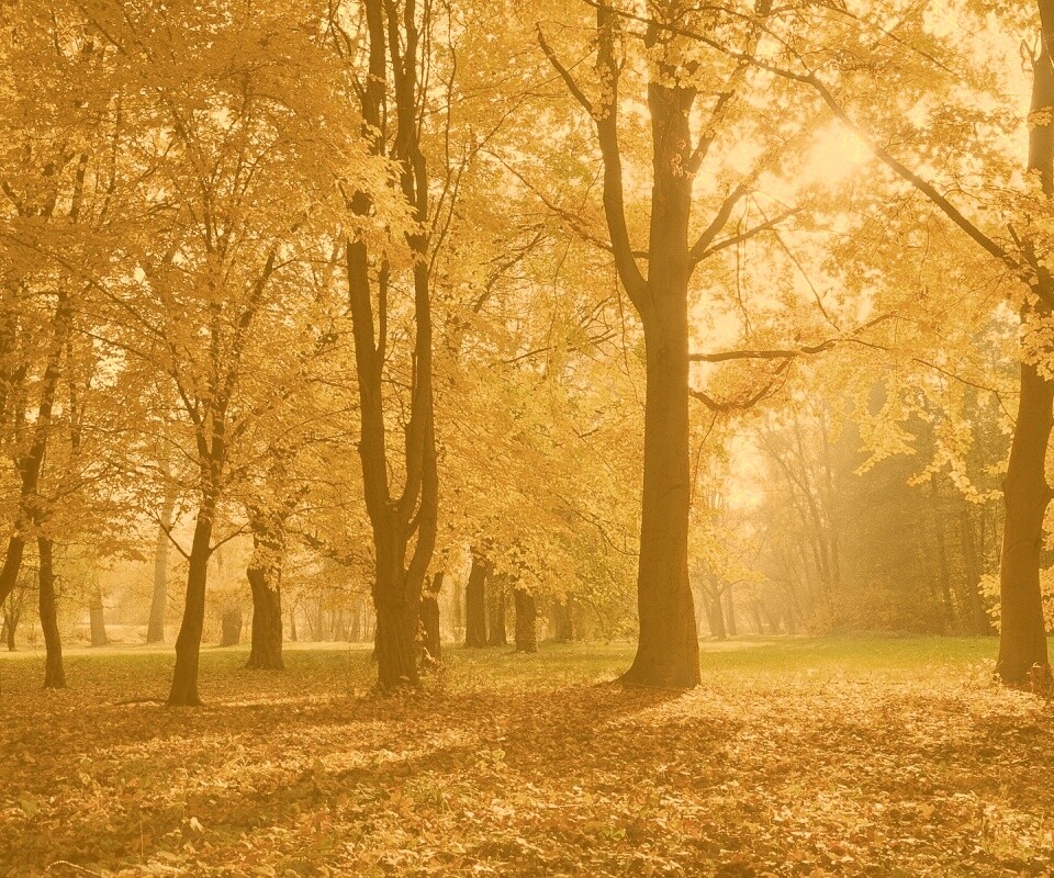 Осенний листопад в парке обои