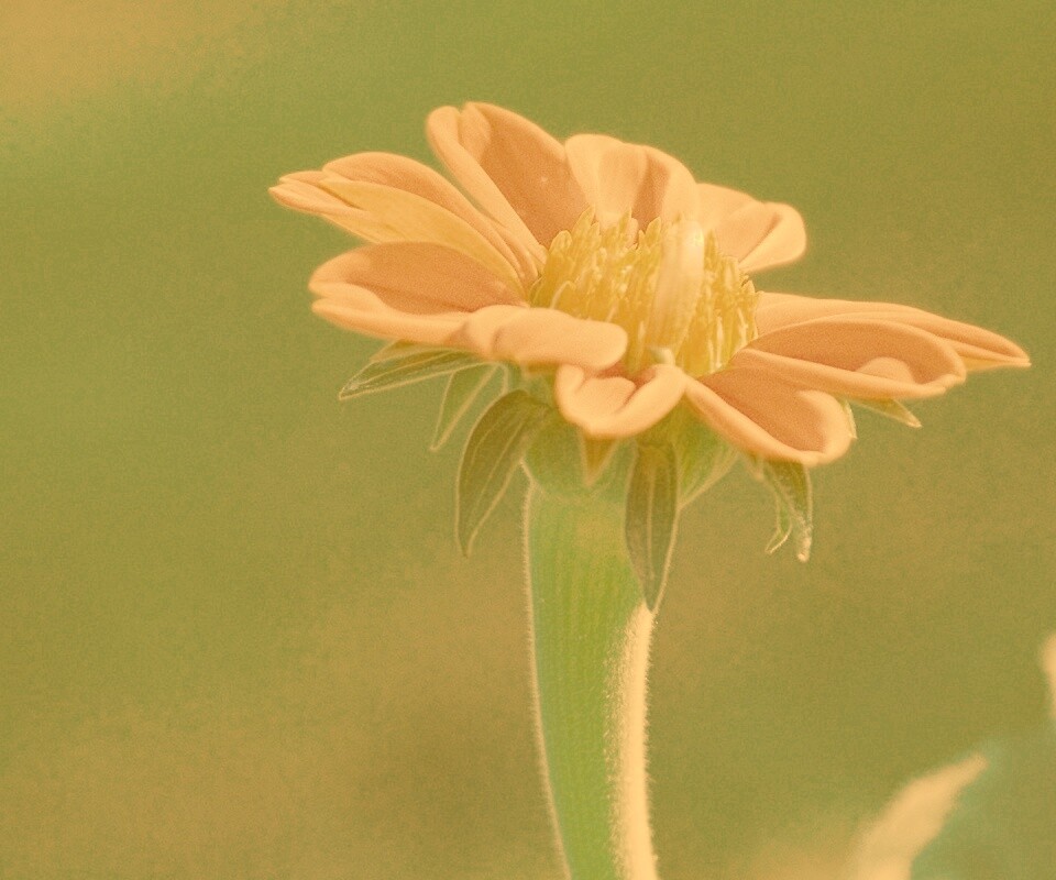 Красивый красный цветок обои