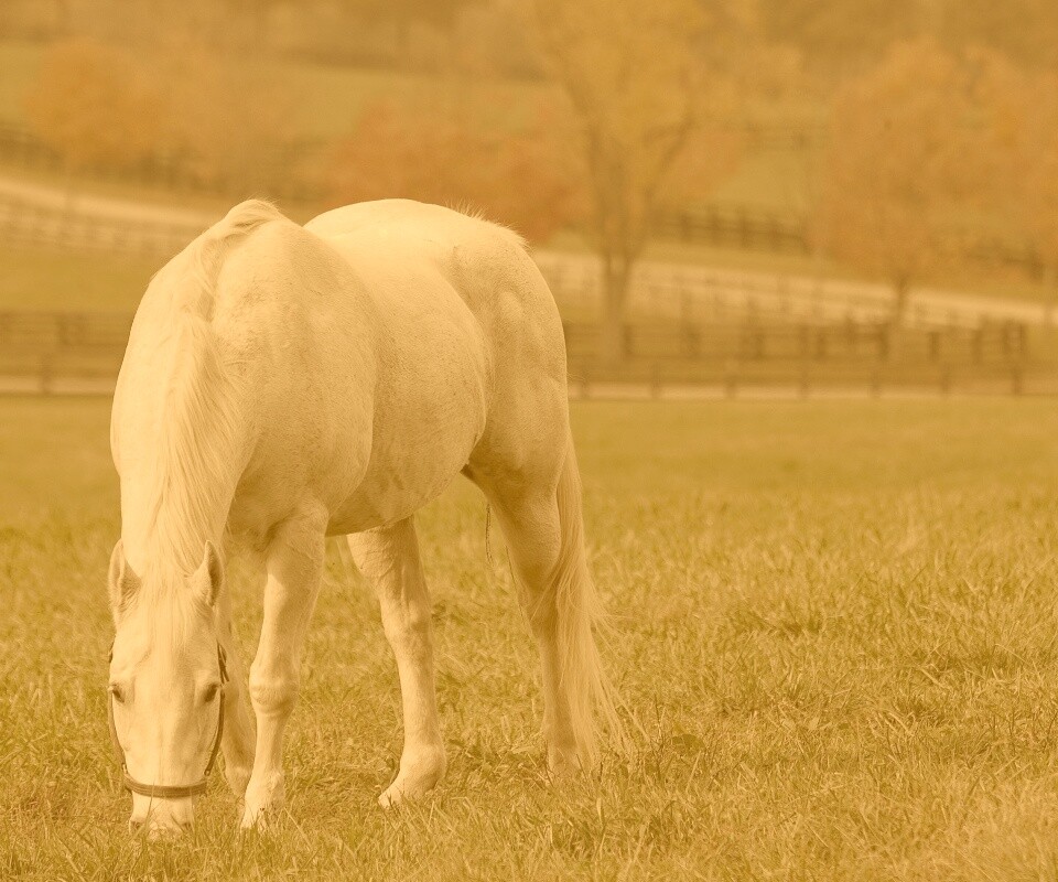 Красивая белая лошадь обои