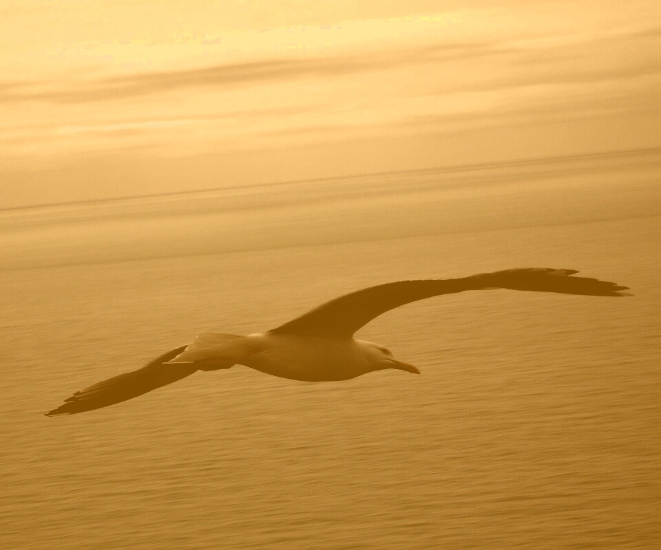 Чайка в полете обои