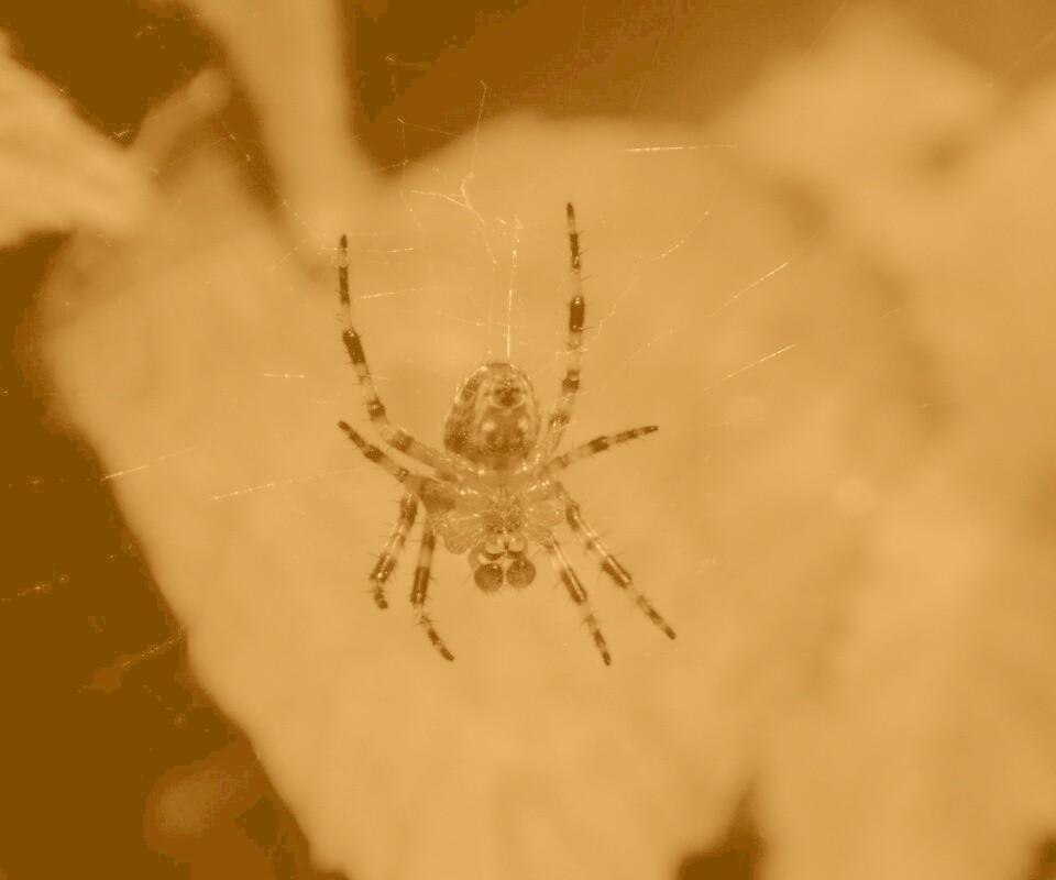 Паук на паутине обои