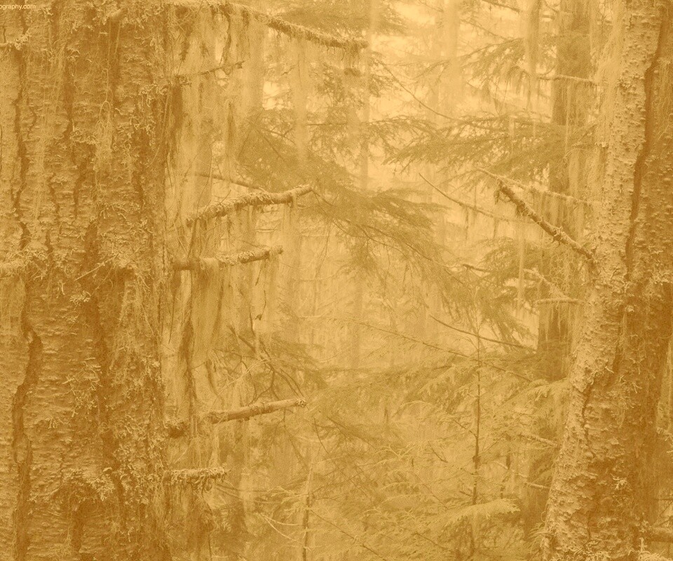 Дремучий лес обои