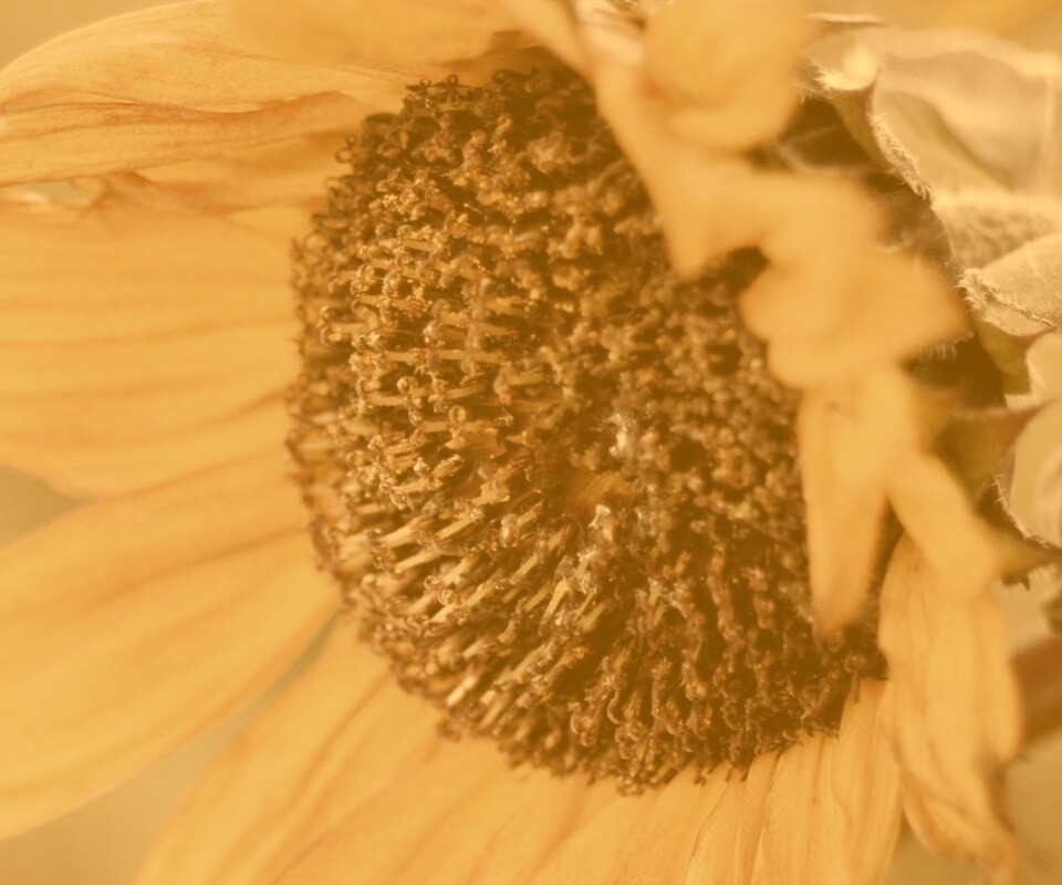 Подсолхну осенью обои